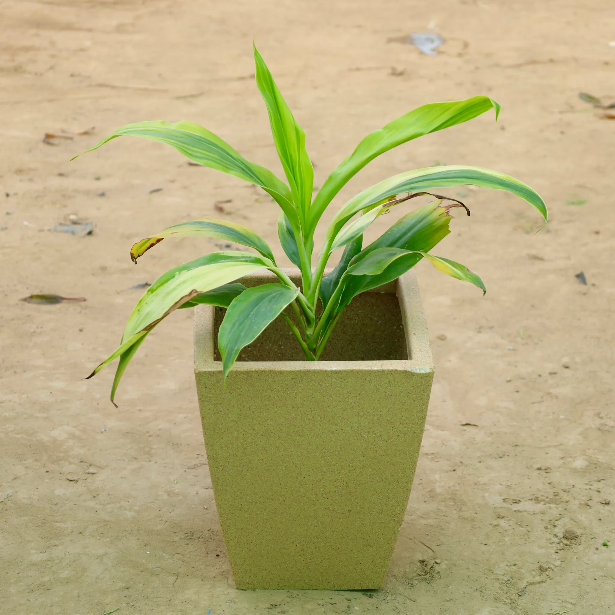 Dracaena�Tropical Ribbon in 12 X 10 Inch Sandstone Premium Blaze Fiberglass Planter