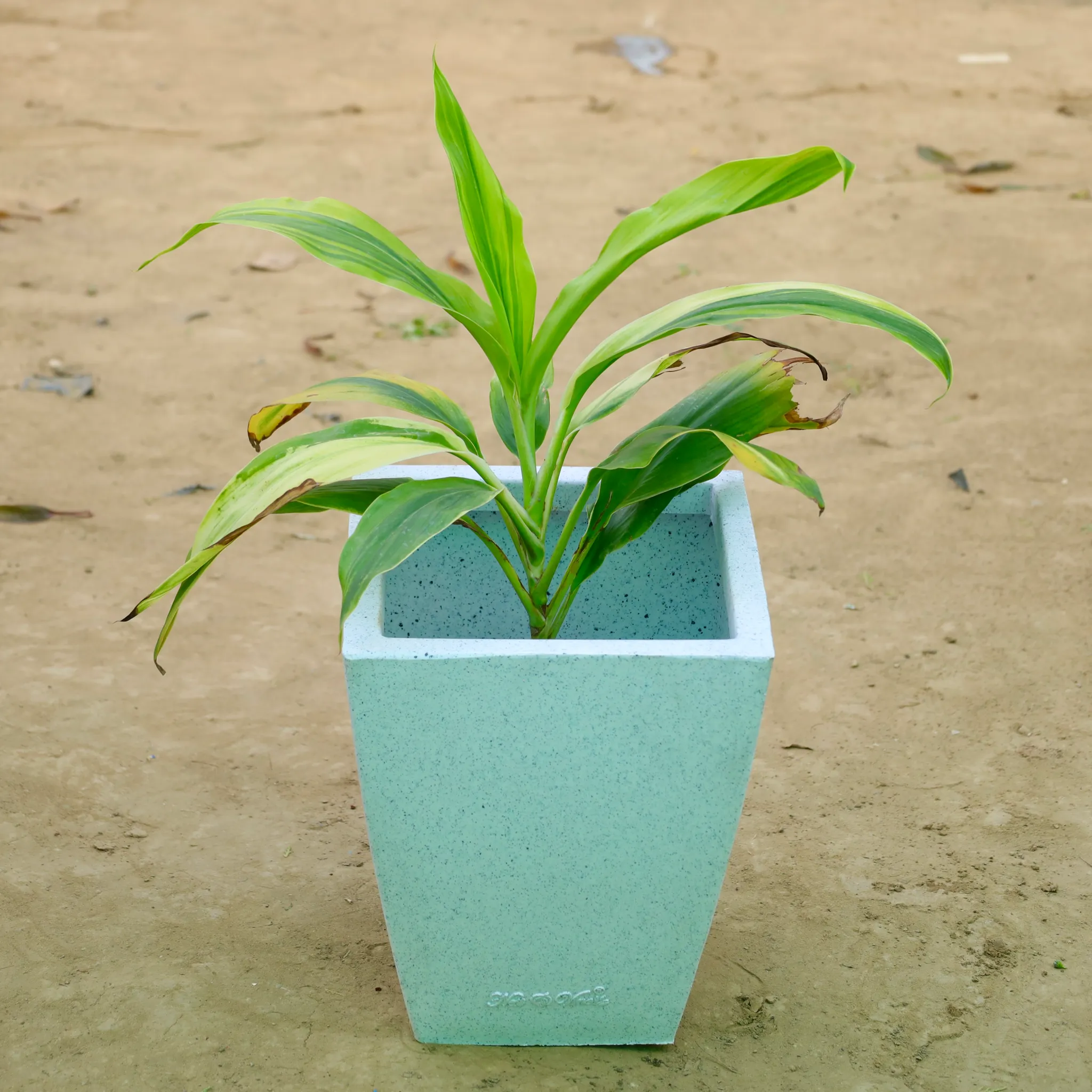 Dracaena�Tropical Ribbon in 12 X 10 Inch White Premium Blaze Fiberglass Planter�