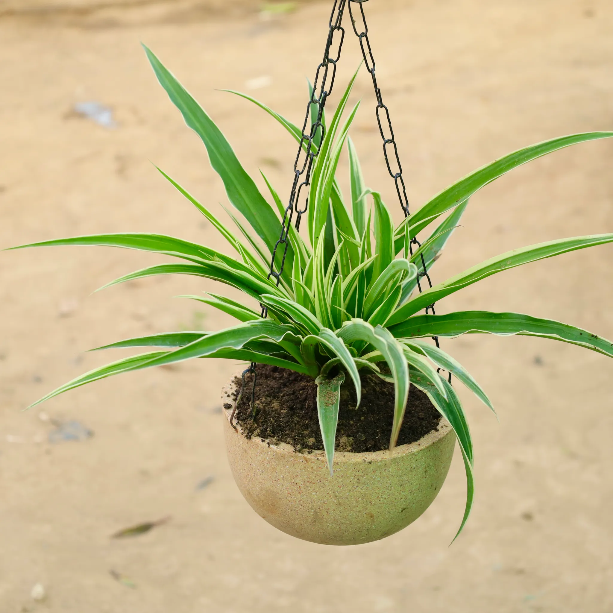 Spider in 7 X 4 Inch Sandstone Premium Henri Fiberglass Planter
