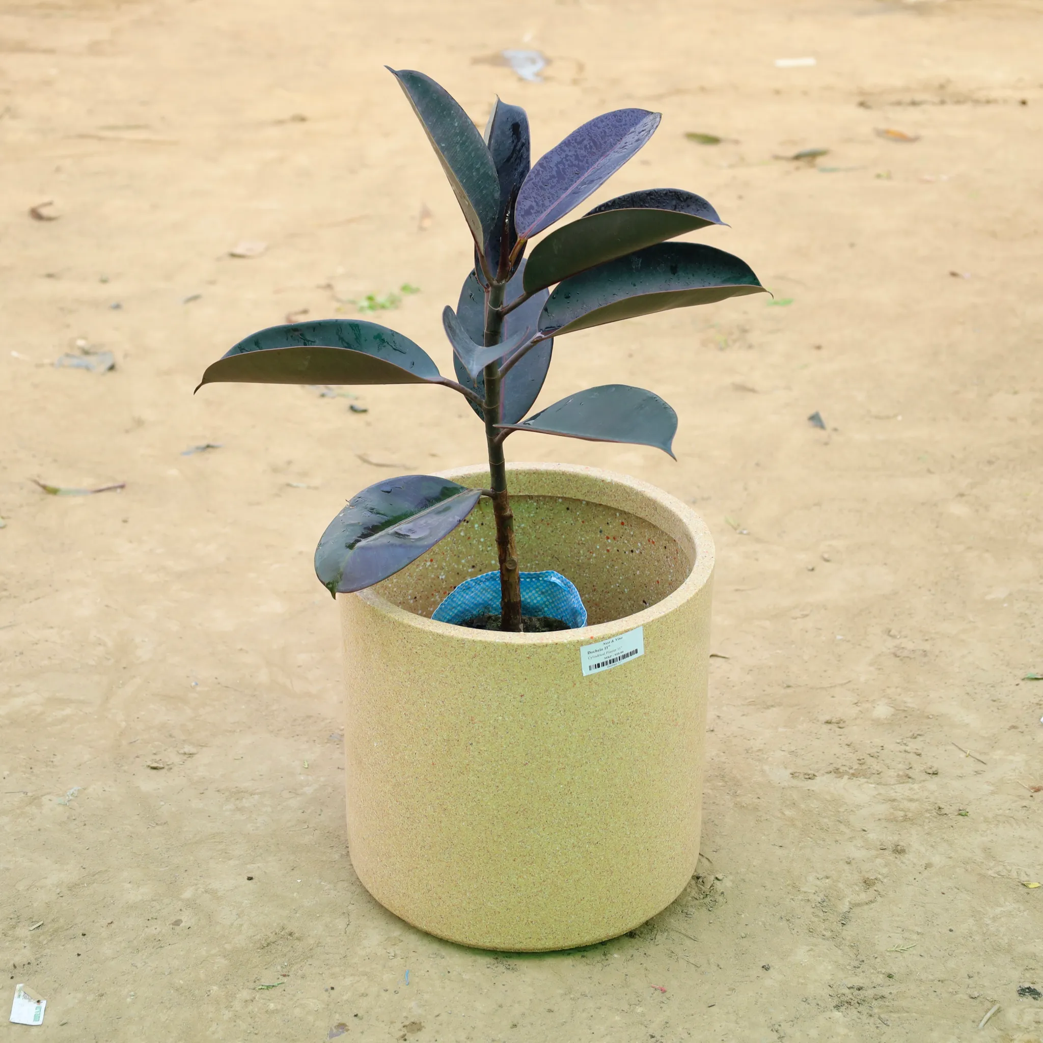 Rubber Black in 11 X 11 Inch Sandstone Premium Dochieo Fiberglass Planter