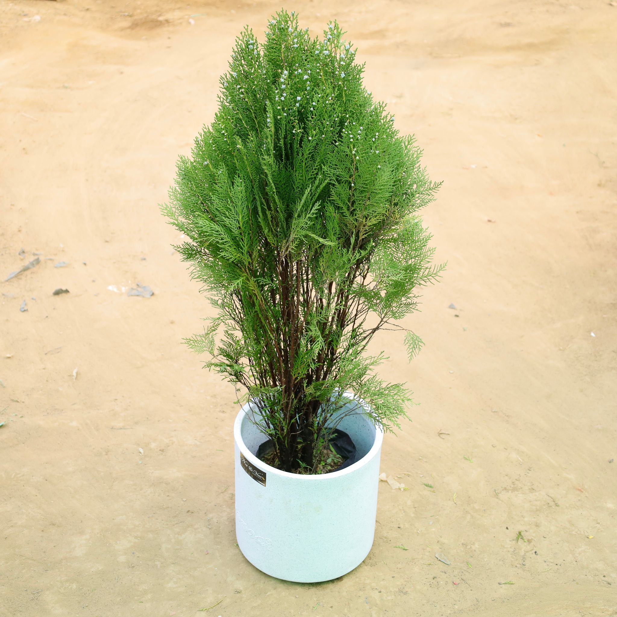 Morpankhi in 11 X 11 Inch White Premium Dochieo Fiberglass Planter