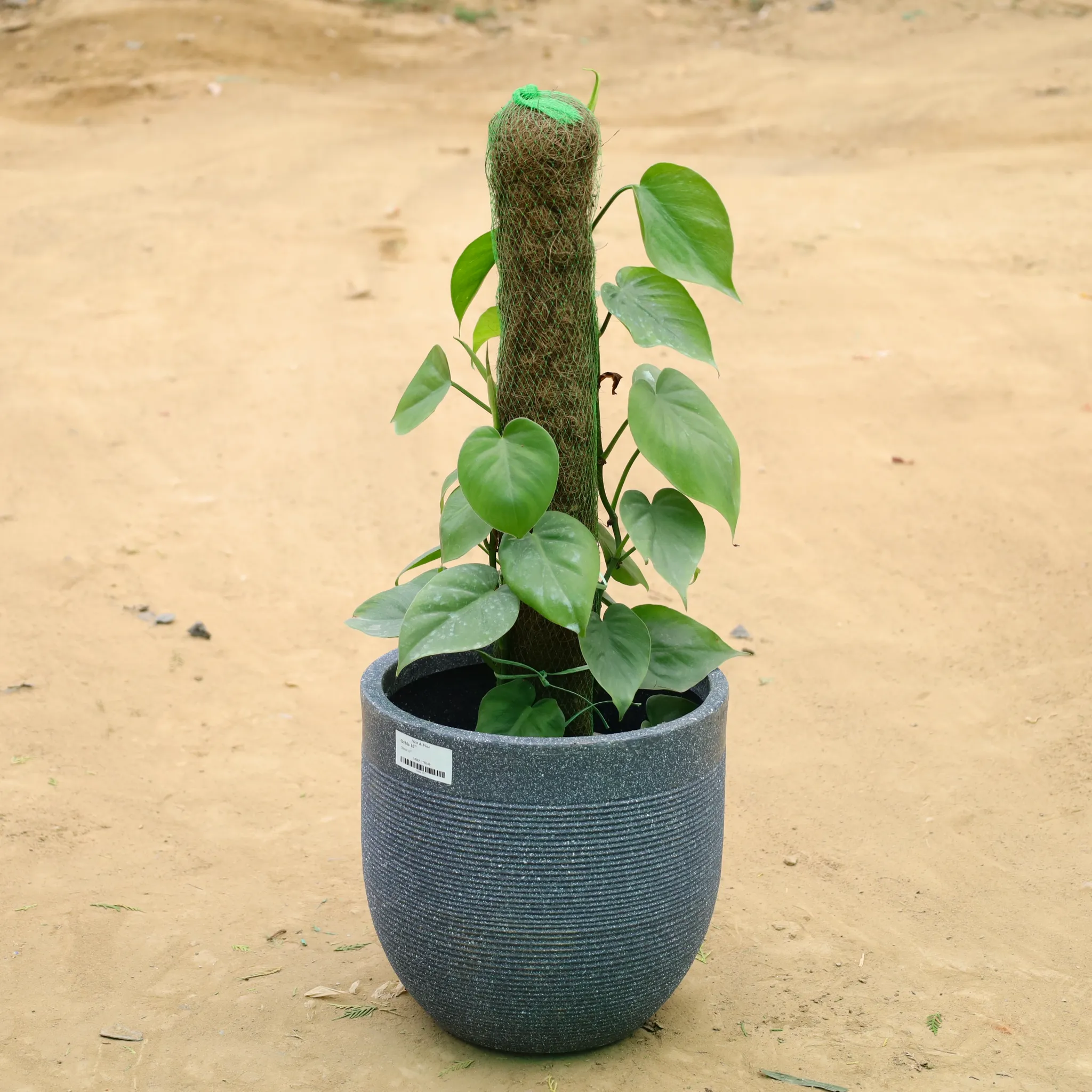 Oxycardium Green with 3 Ft Moss Stick in 12 X 12 Inch Grey Premium Orbis Fiberglass Planter