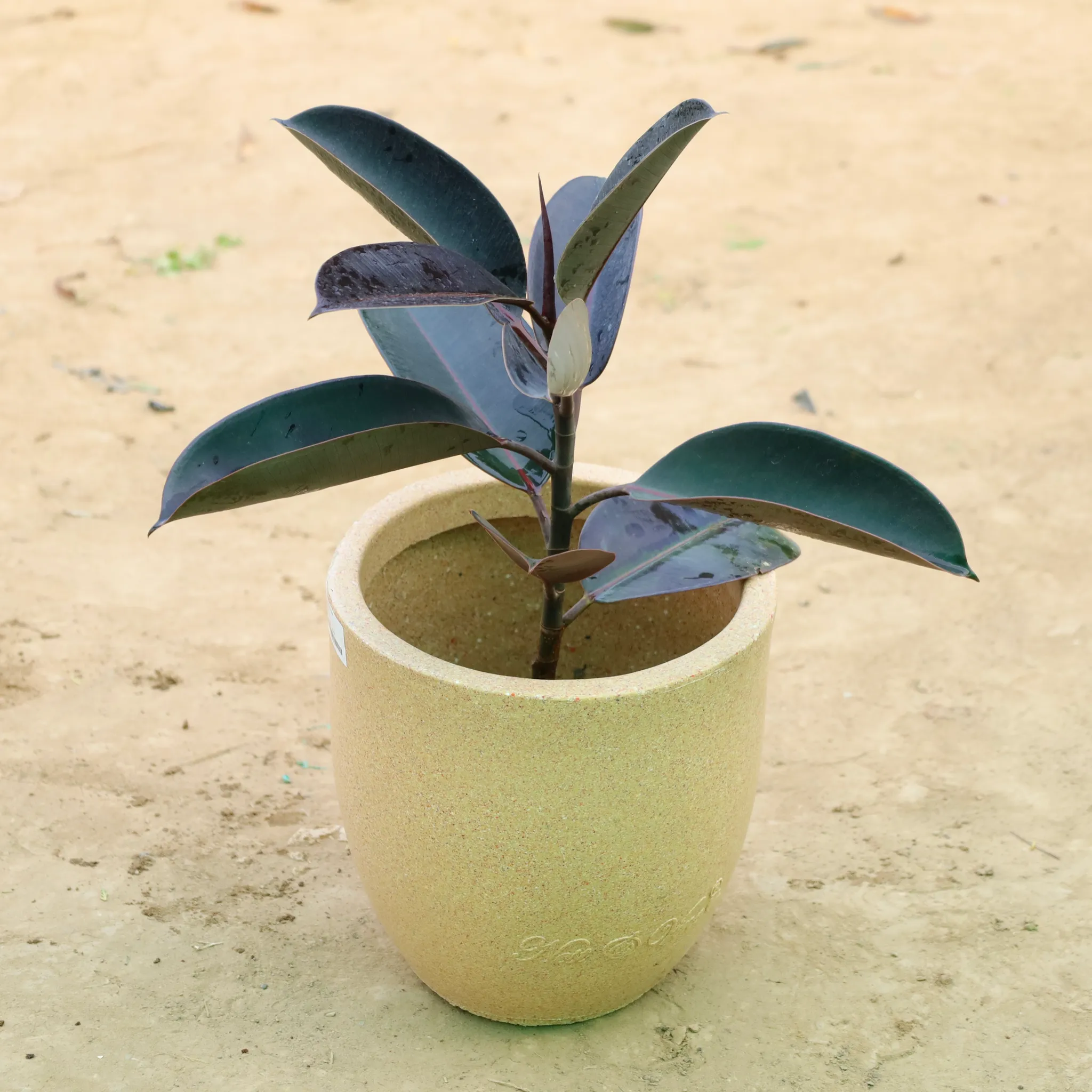 Rubber Black in 12 X 12 Inch Sandstone Premium Orbis Fiberglass Planter
