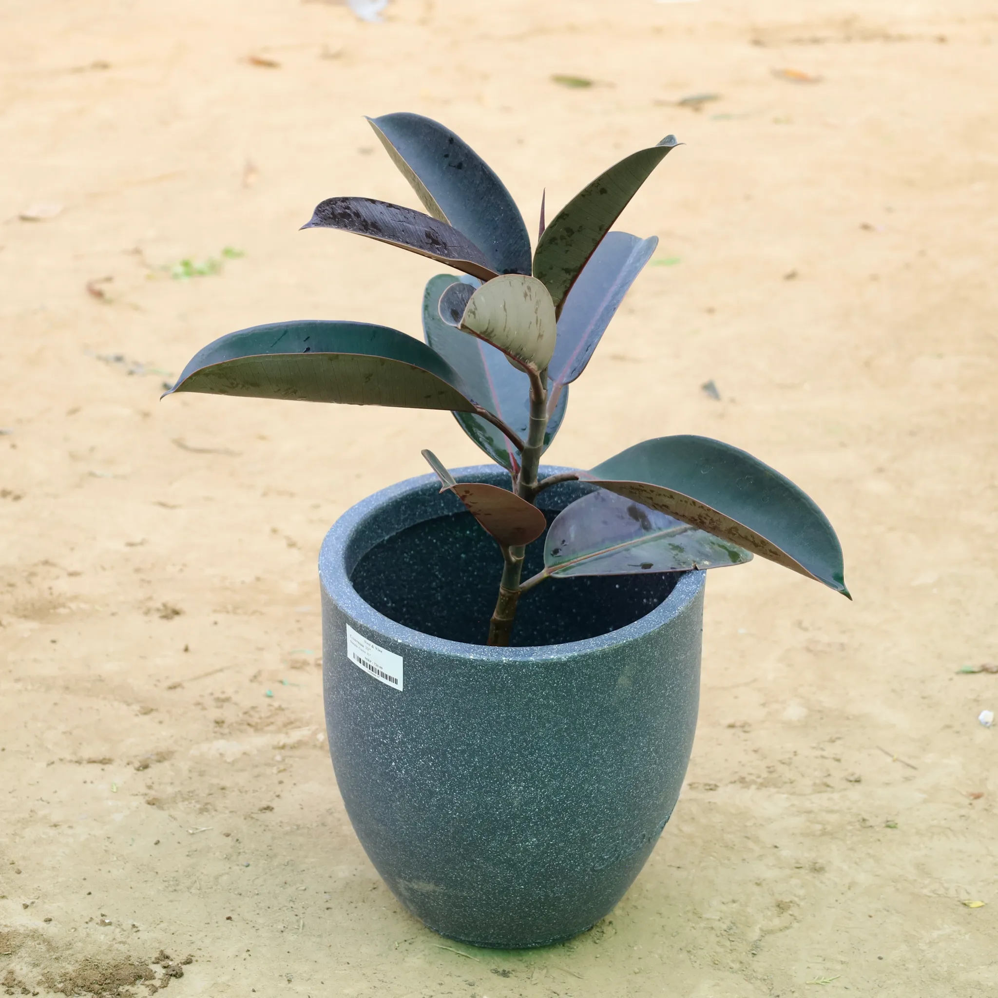 Rubber Black in 12 X 12 Inch Grey Premium Orbis Fiberglass Planter