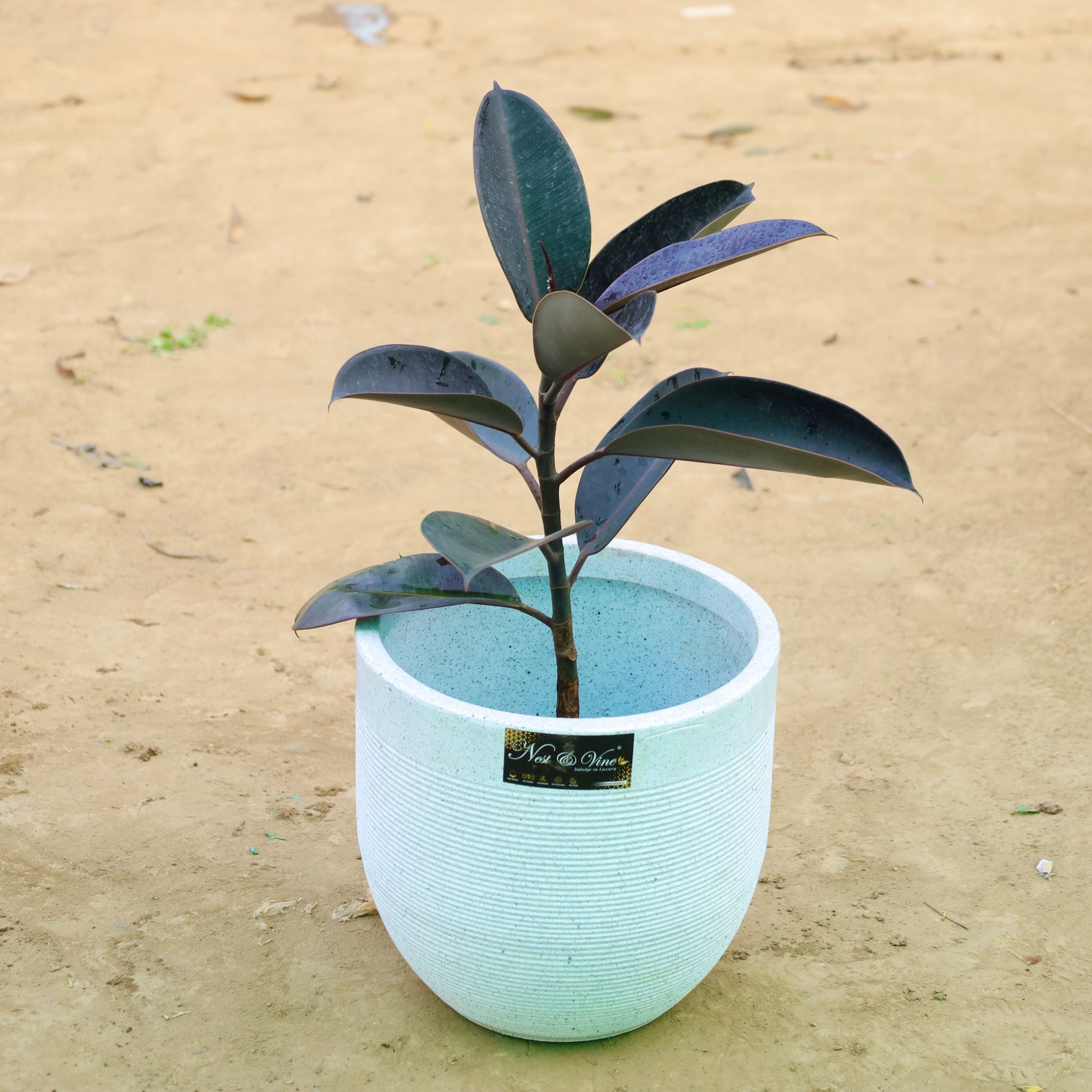 Rubber Black in 12 X 12 Inch White Premium Orbis Fiberglass Planter