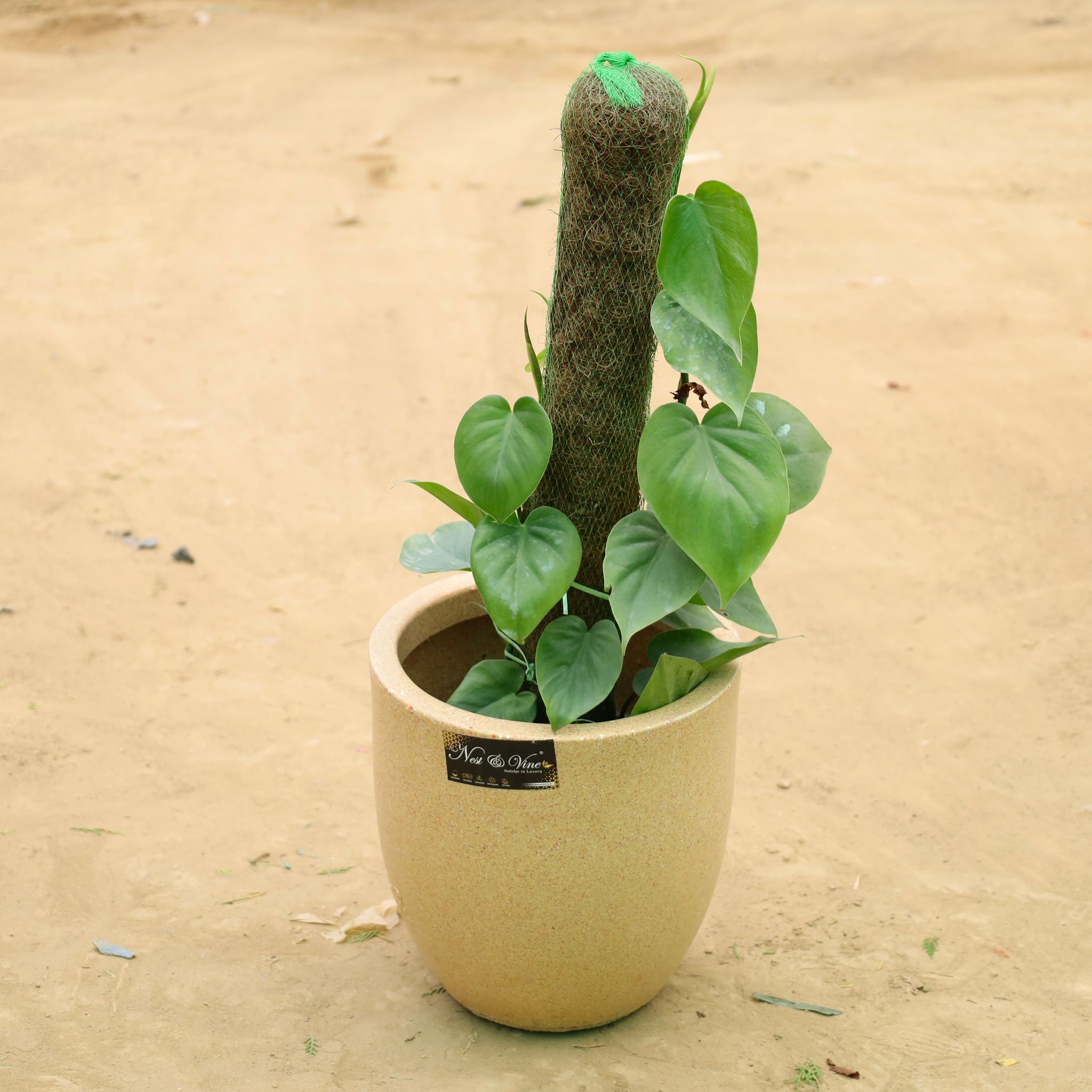 Oxycardium Green with 3 Ft Moss Stick in 12 X 12 Inch Sandstone Premium Orbis Fiberglass Planter