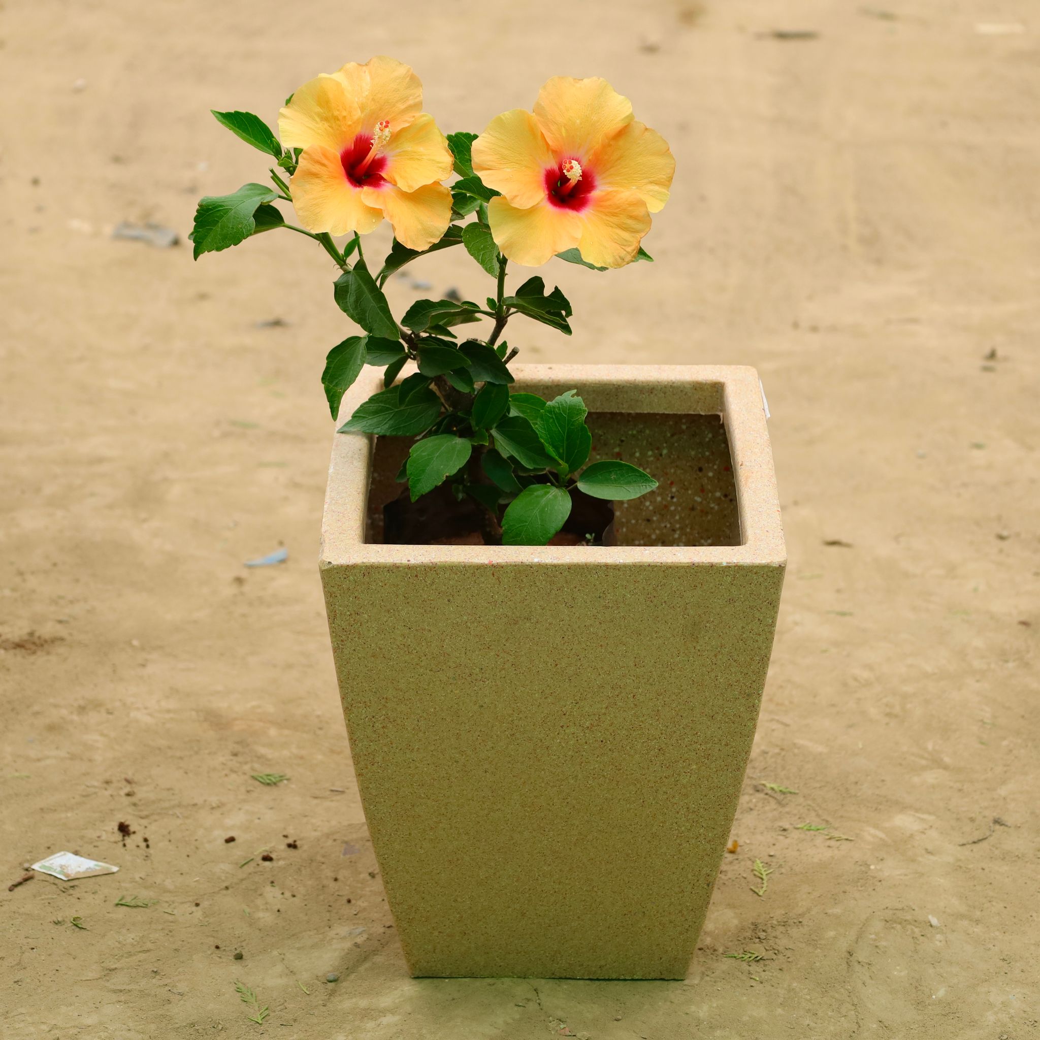 Hibiscus Dwarf (any color) in 12 X 10 Inch Sandstone Premium Blaze Fiberglass Planter
