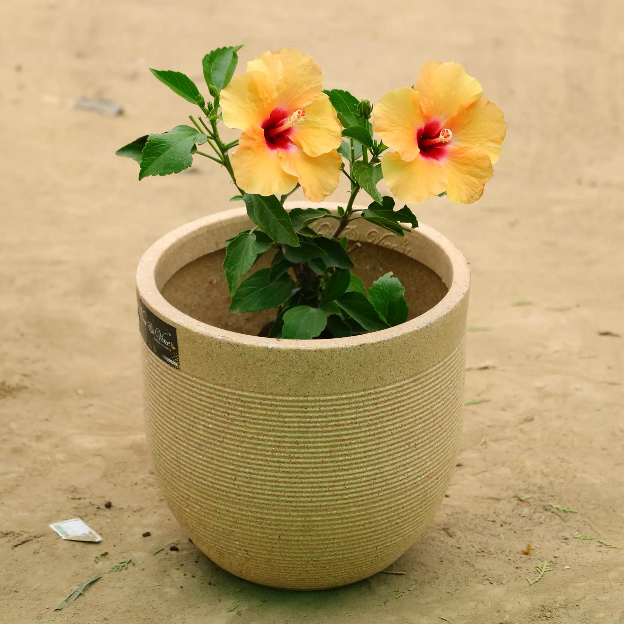 Hibiscus Dwarf (any color) in 12 X 12 Inch Sandstone Premium Orbis Fiberglass Planter