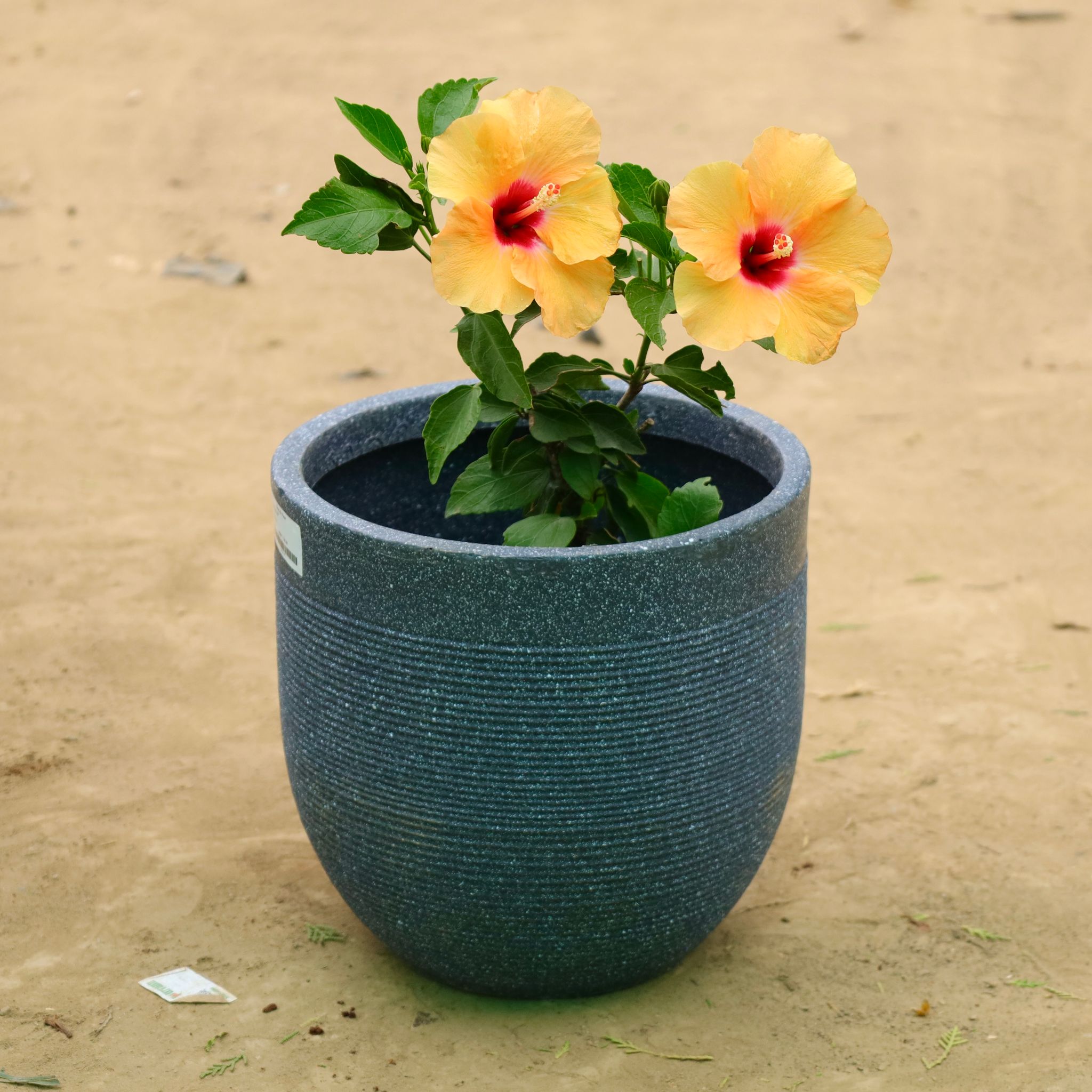 Hibiscus Dwarf (any color) in 12 X 12 Inch Grey Premium Orbis Fiberglass Planter