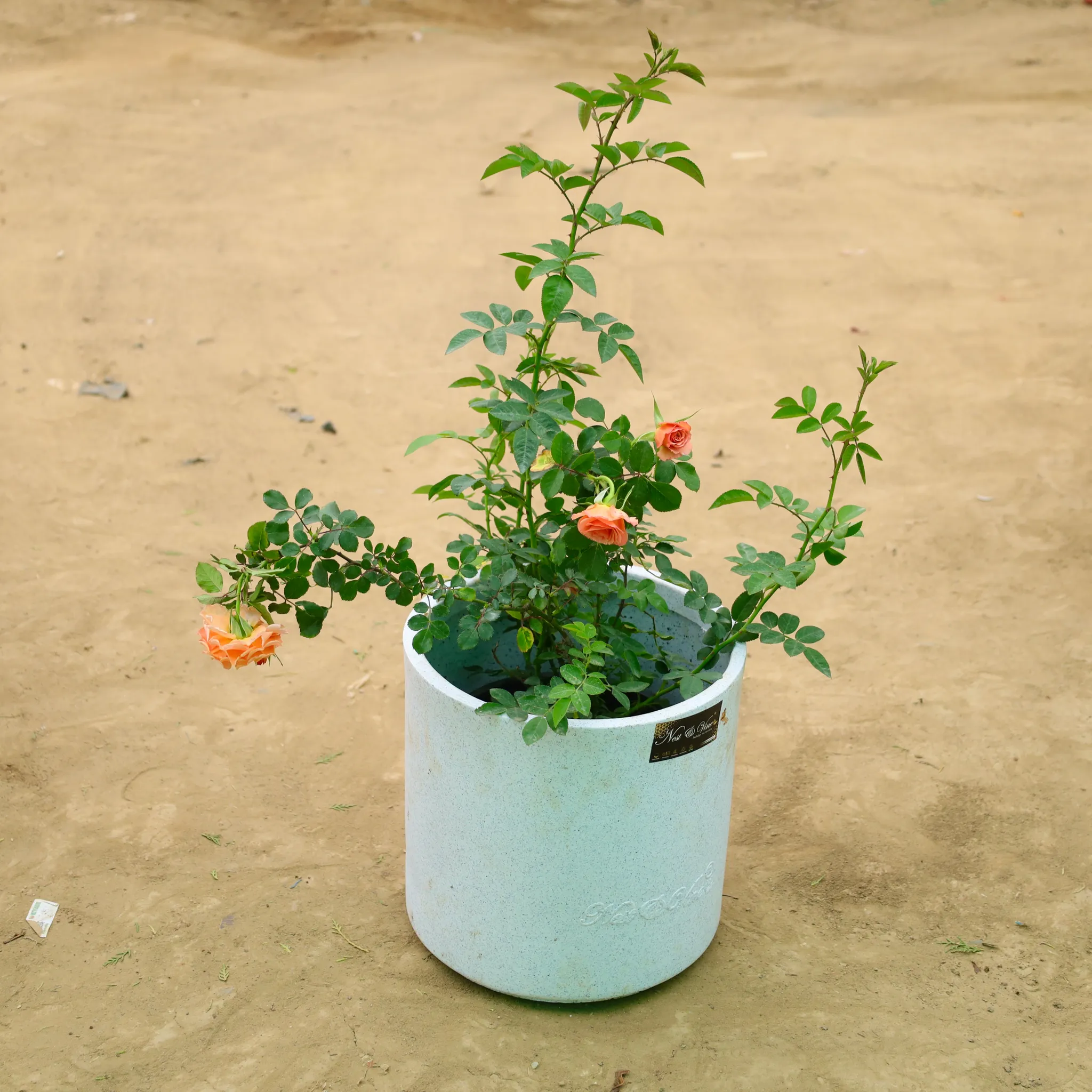 Miniature Rose (any color) in 11 X 11 Inch White Premium Dochieo Fiberglass Planter