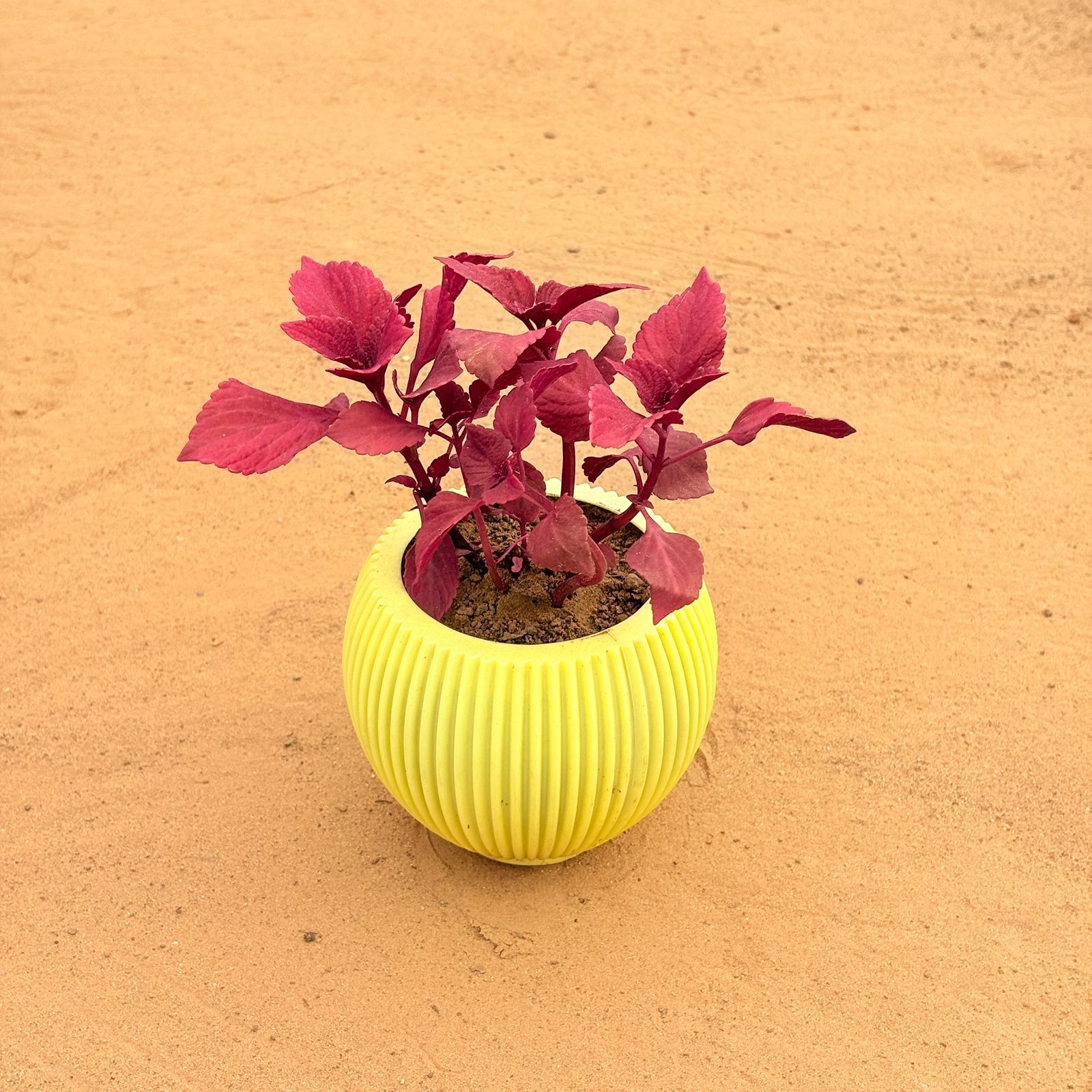 Coleus Red in 5 Inch Butter Yellow Matt Sylvan Plastic Pot