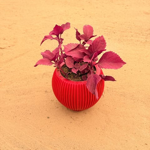 Coleus (any color) in 5 Inch Rose Red Matt Sylvan Plastic Pot