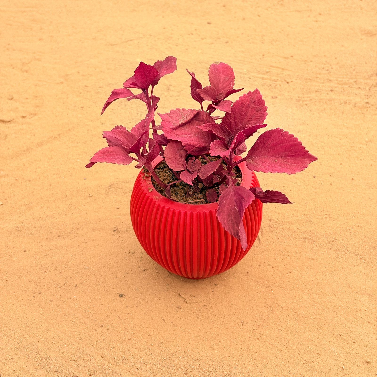 Coleus (any color) in 5 Inch Rose Red Matt Sylvan Plastic Pot