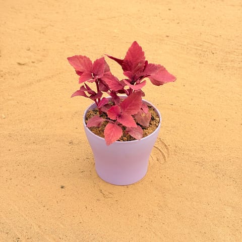 Coleus Red in 4 Inch Purple Premium Daisy Plastic Planter