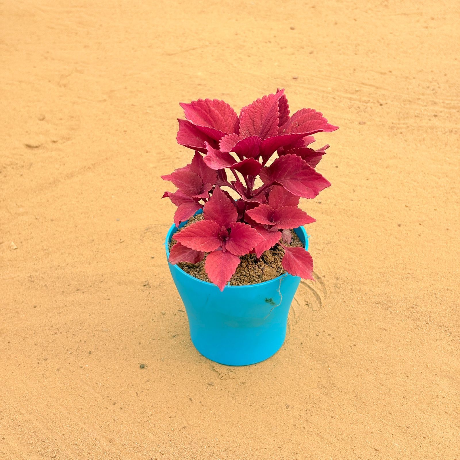 Coleus (any coleus) in 4 Inch English Blue Premium Daisy Plastic Planter