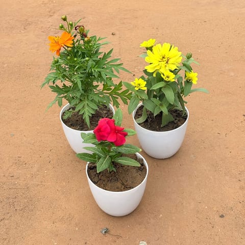 Floral Symphony Trio: Set of 3 - Cosmos, Zinnia & Periwinkle / Vinca / Sadabahar (any color) in 4 Inch White Premium Orchid Round Plastic Pot