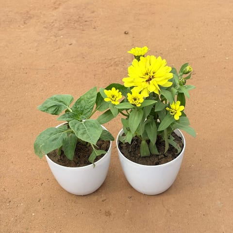 Sun-Kissed Blooms: Set of 2 - Sunflower & Zinnia (Any Color) in 4 Inch White Premium Orchid Round Plastic Pot