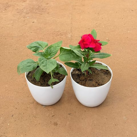 Set of 2 - Sunflower & Periwinkle / Vinca / Sadabahar (Any Color) in 4 Inch White Premium Orchid Round Plastic Pot