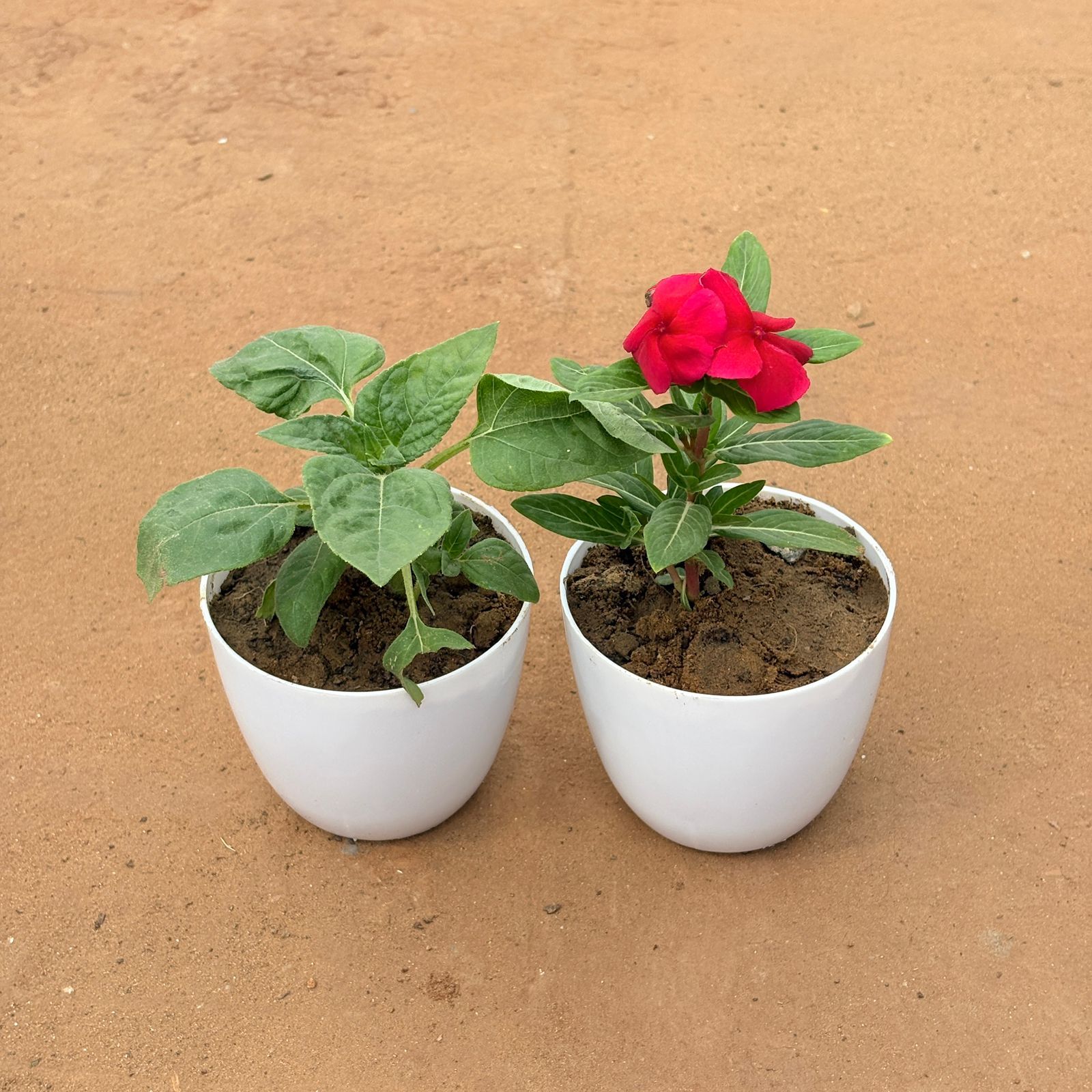 Set of 2 - Sunflower & Periwinkle / Vinca / Sadabahar (Any Color) in 4 Inch White Premium Orchid Round Plastic Pot
