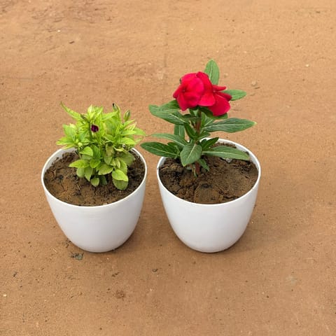 Set of 2 - Wishbone / Torenia & Periwinkle / Vinca / Sadabahar in 4 Inch Live Plant White Premium Orchid Round Plastic Pot