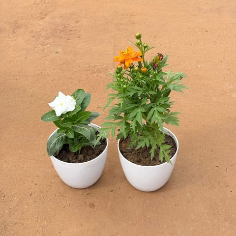 Blossom Reverie Pair: Set of 2 - Periwinkle / Vinca / Sadabahar & Cosmos (any color) in 4 Inch White Premium Orchid Round Plastic Pot