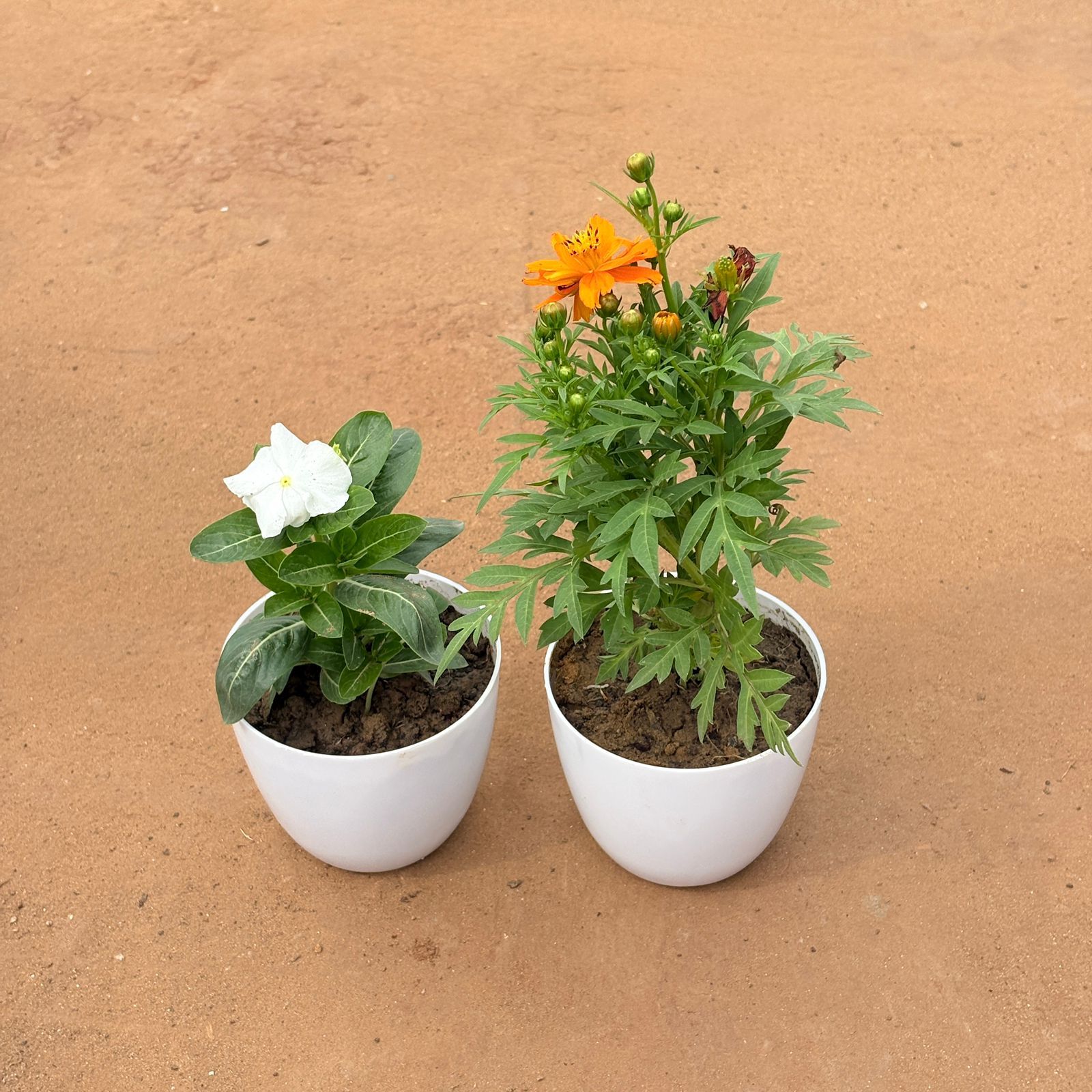 Blossom Reverie Pair: Set of 2 - Periwinkle / Vinca / Sadabahar & Cosmos (any color) in 4 Inch White Premium Orchid Round Plastic Pot