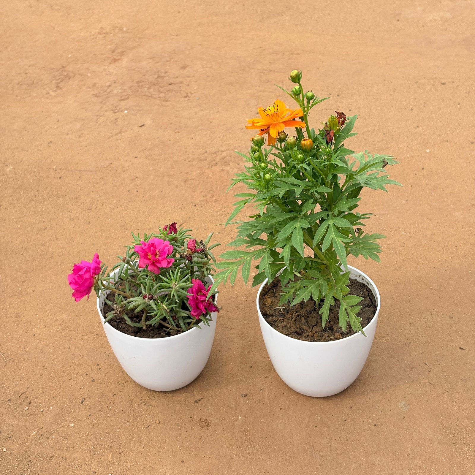 Set of 2 - Portulaca Moss Rose & Cosmos (any color) in 4 Inch White Premium Orchid Round Plastic Pot
