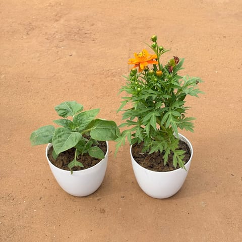 Aurelia Bloom: Set of 2 - Sunflower & Cosmos (Any Color) in 4 Inch White Premium Orchid Round Plastic Pot