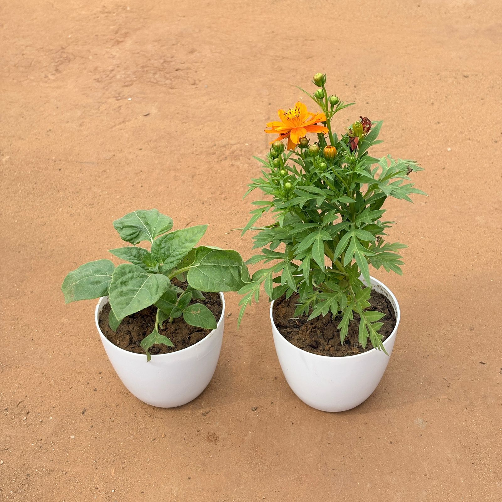 Aurelia Bloom: Set of 2 - Sunflower & Cosmos (Any Color) in 4 Inch White Premium Orchid Round Plastic Pot