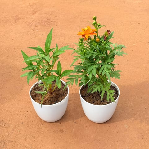 Set of 2 - Zinnia & Cosmos (any color) in 4 Inch Live Plant White Premium Orchid Round Plastic Pot