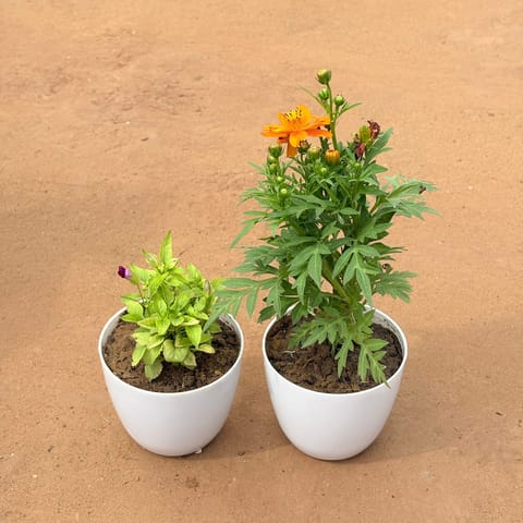 Set of 2 - Wishbone / Torenia & Cosmos in 4 Inch White Premium Orchid Round Plastic Pot