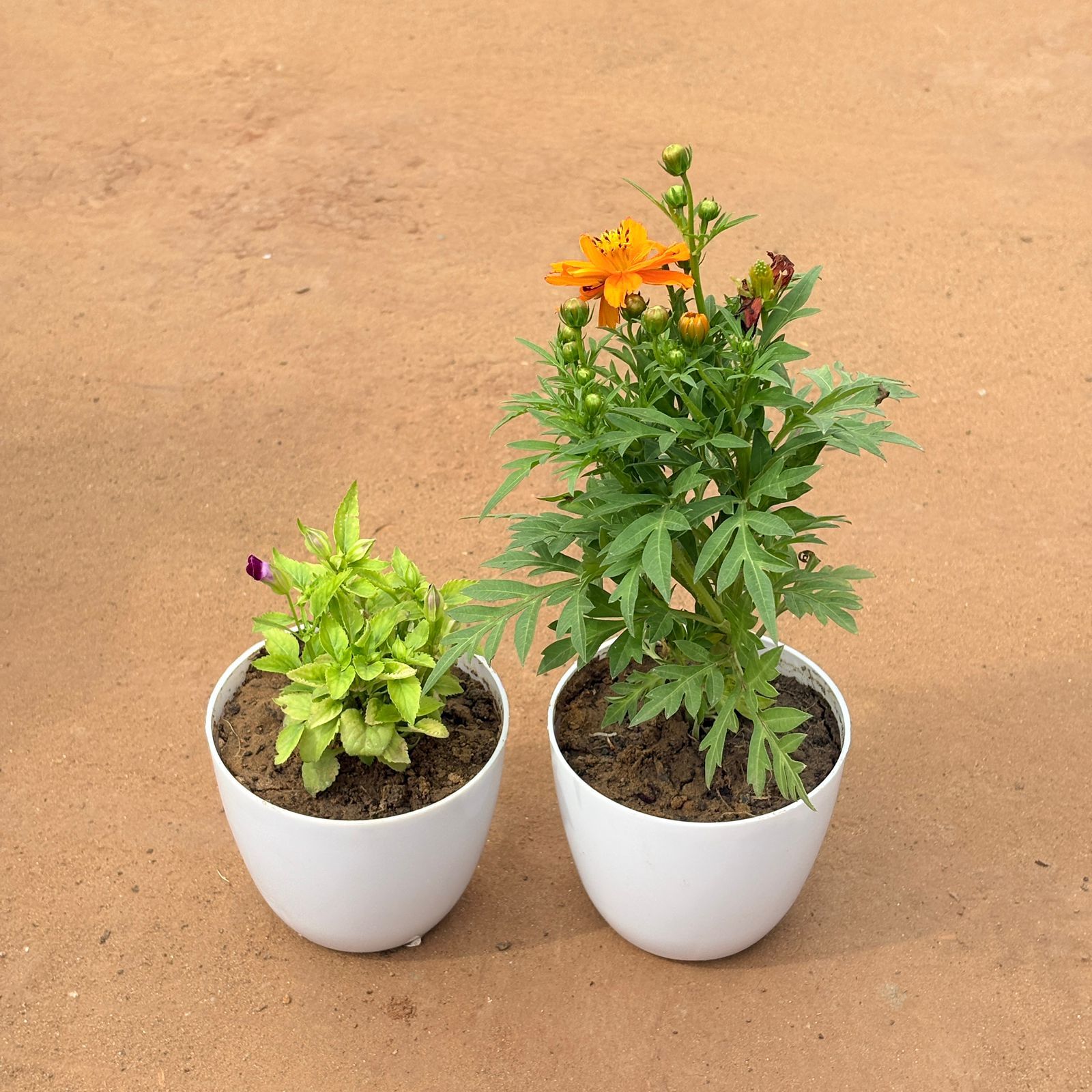 Set of 2 - Wishbone / Torenia & Cosmos in 4 Inch White Premium Orchid Round Plastic Pot