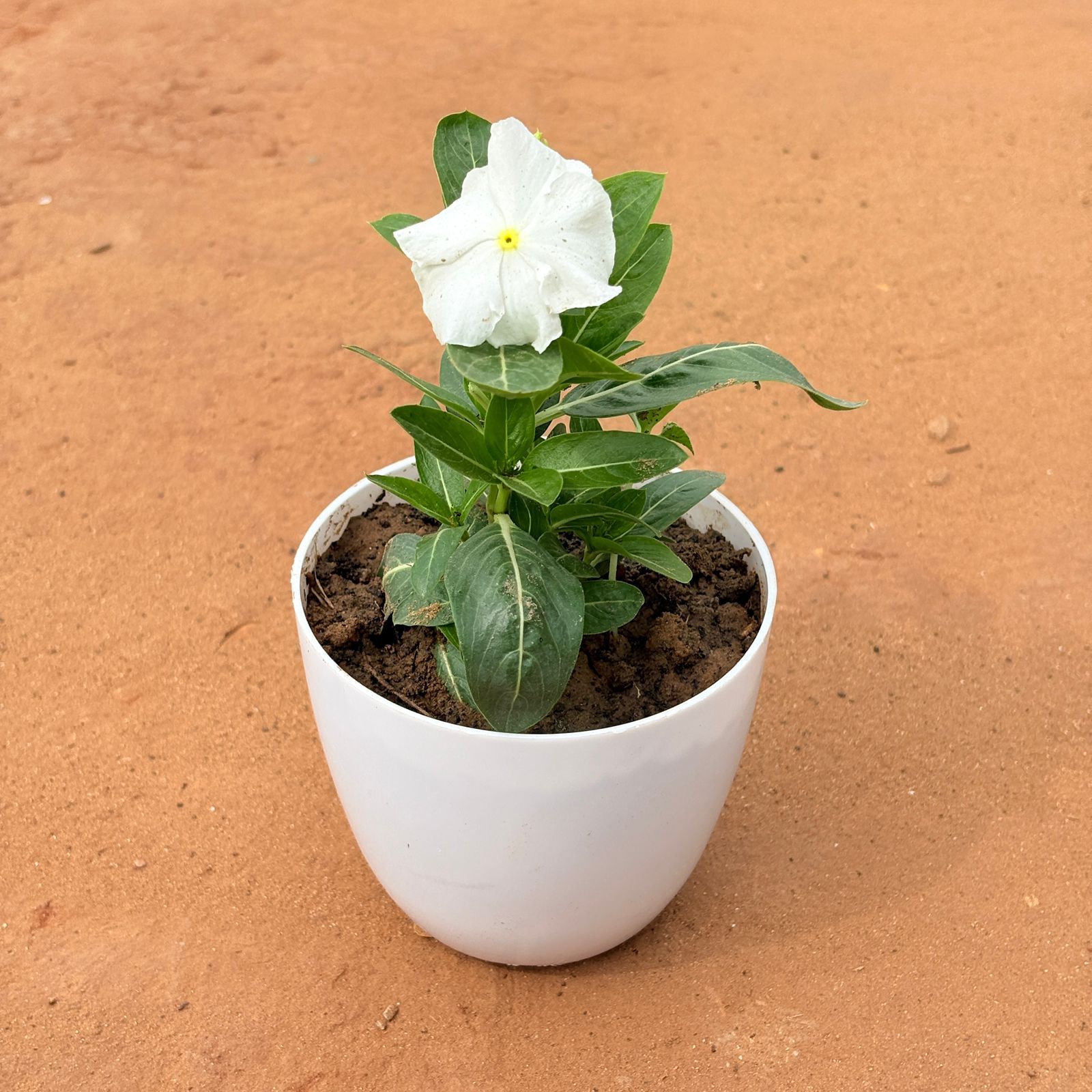 Periwinkle / Vinca / Sadabahar (Any Color) in 4 Inch White Premium Orchid Round Plastic Pot