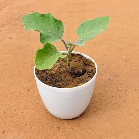 HelioGlow: Sunflower in 4 Inch White Premium Orchid Round Plastic Pot