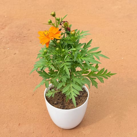 Cosmos (Any Color) in 4 Inch White Premium Orchid Round Plastic Pot