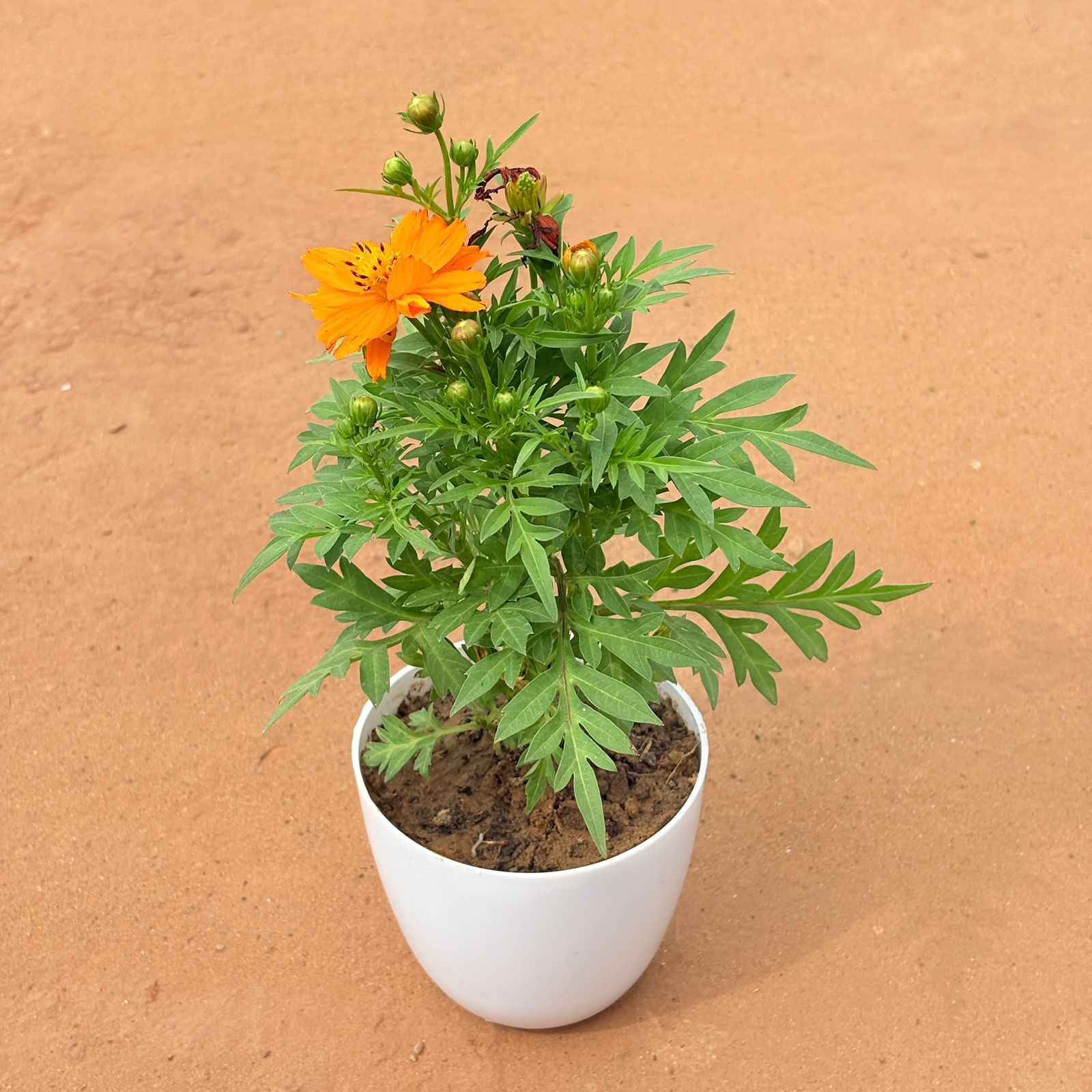 Cosmos (Any Color) in 4 Inch White Premium Orchid Round Plastic Pot