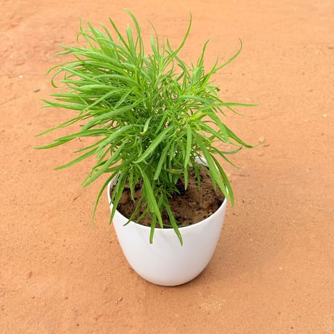 Kochia in 4 Inch White Premium Orchid Round Plastic Pot