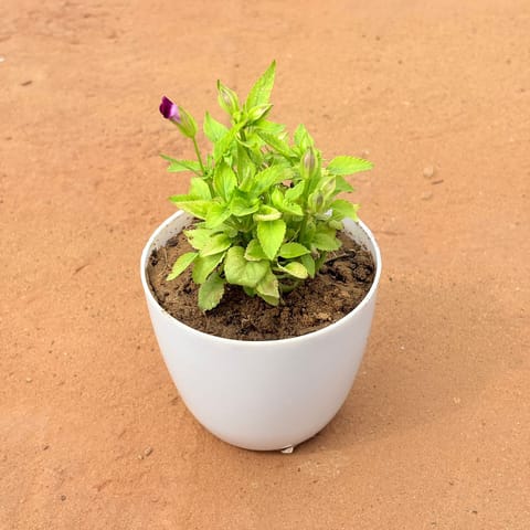 Wishbone / Torenia (any colour)� in 4 Inch White Premium Orchid Round Plastic Pot