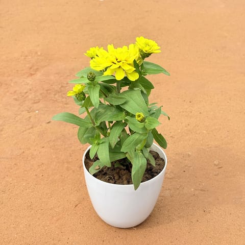 Zinnia (Any Color) in 4 Inch White Premium Orchid Round Plastic Pot
