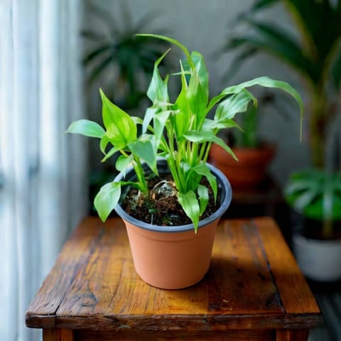 Peace Lily in 4 Inch Nursery Pot