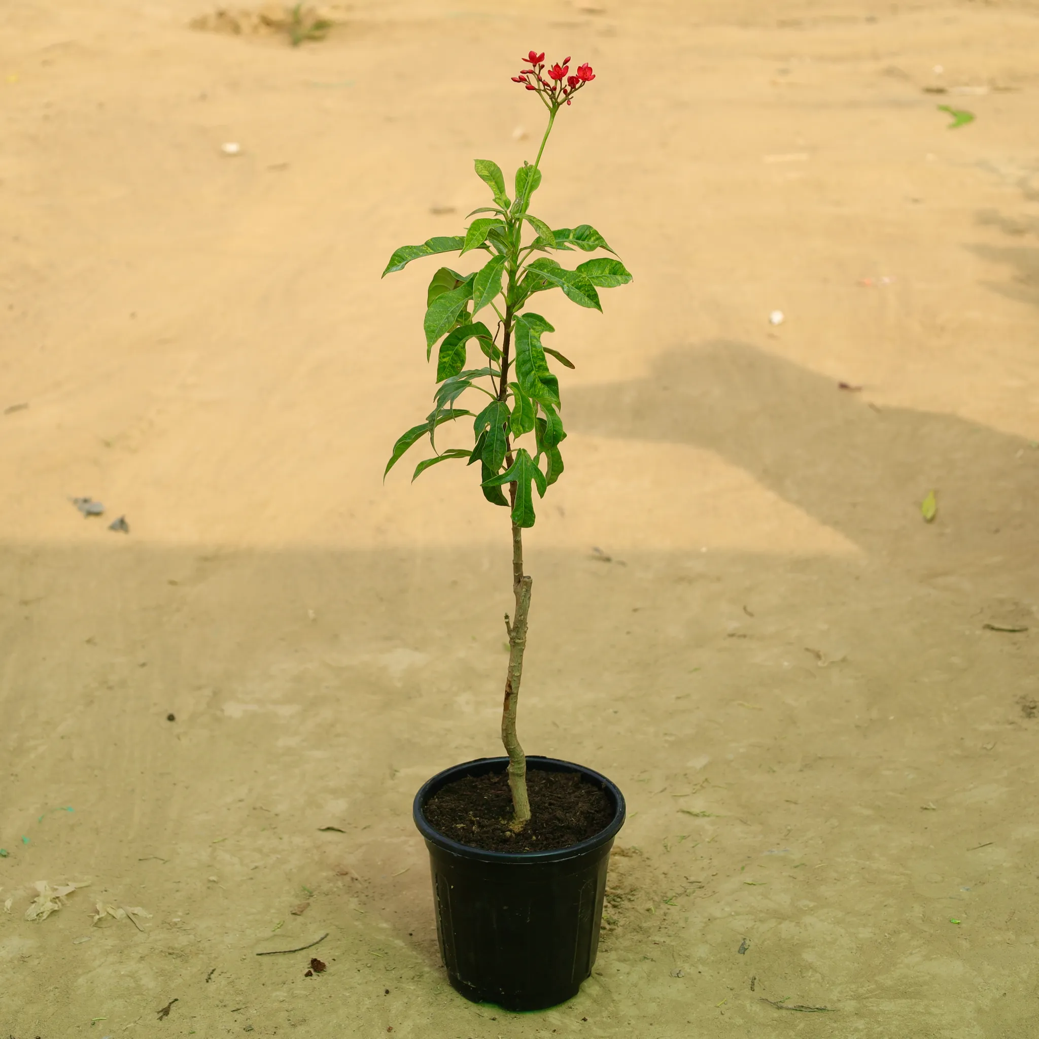 Jatropha / Sundar Rupa in 6 Inch Nursery Pot
