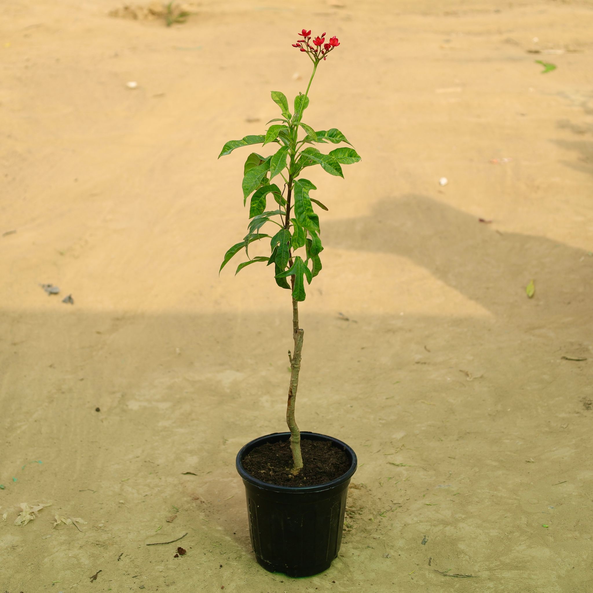 Jatropha / Sundar Rupa in 6 Inch Nursery Pot