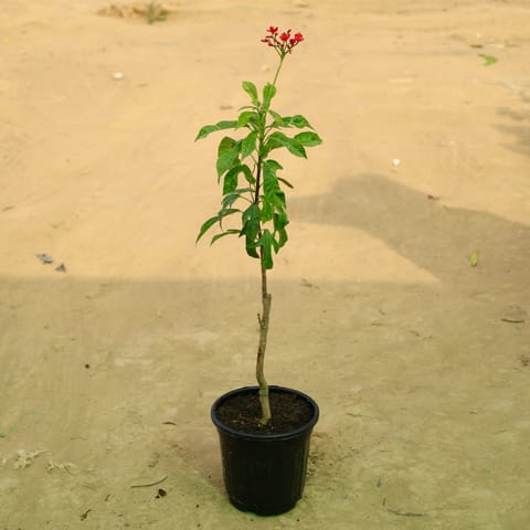 Jatropha / Sundar Rupa in 6 Inch Nursery Pot