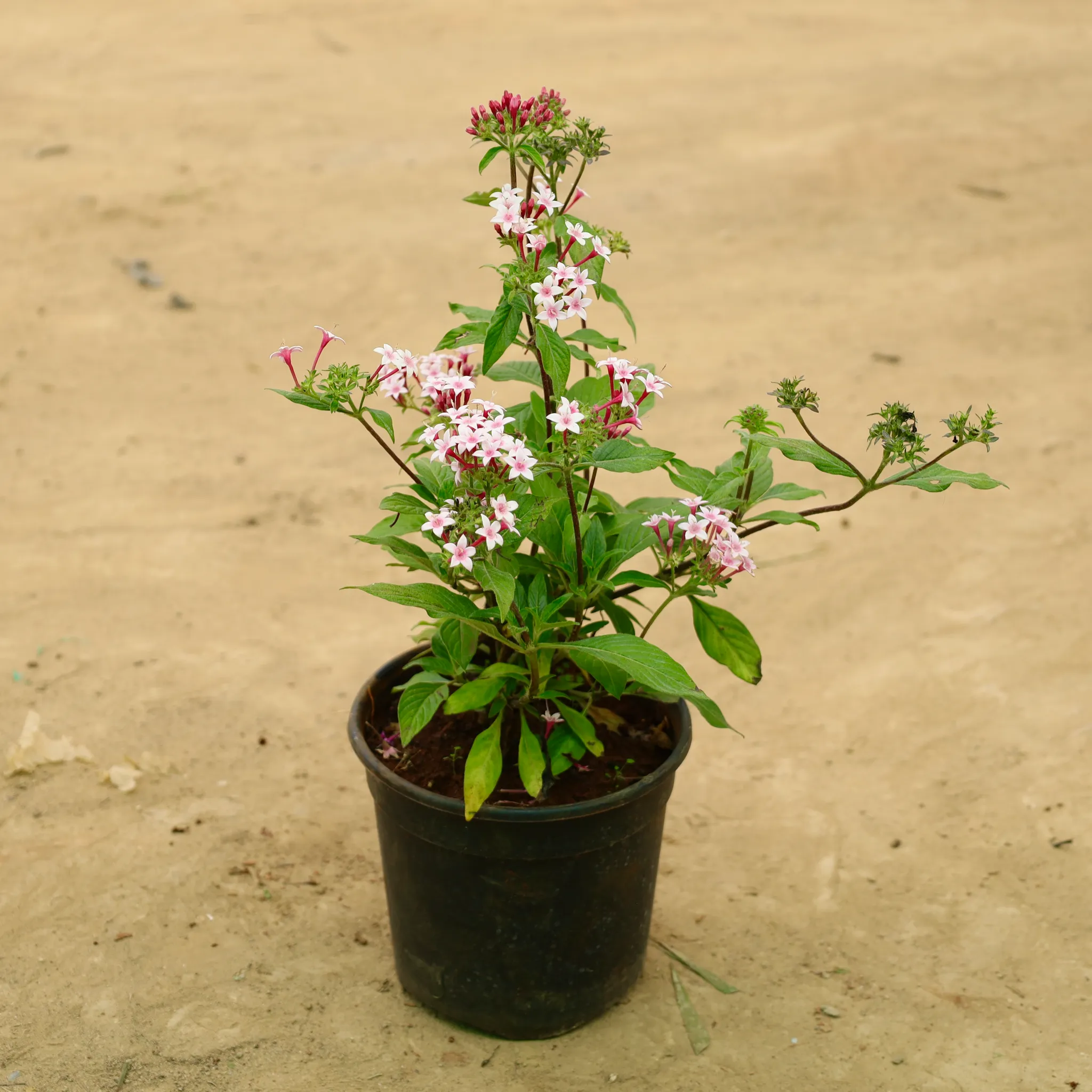 Pentas White in 5 Inch Nursery Pot