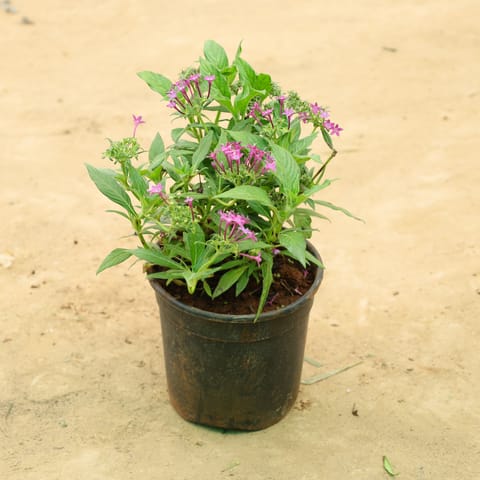 Pentas Pink in 5 Inch Nursery Pot