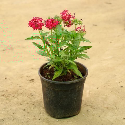 Pentas Red in 5 Inch Nursery Pot