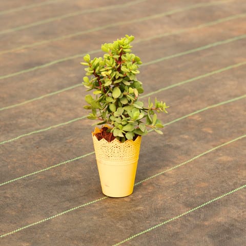 Jade in 3 Inch Yellow Spike Glass Designer Plastic Pot
