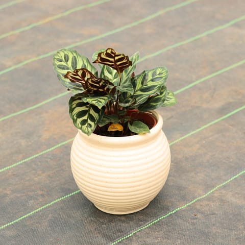Calathea Makoyana in 5 inch Matki Ceramic Designer Pot (Any Design & Color)