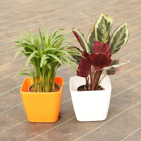 Set of 2 - Areca Palm & Exotic Calathea Roseopicta in 7 Inch Premium Square Plastic Pot (Any Colour)