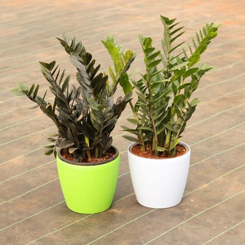 Set of 2 - Zz (Green & Black) in 7 Inch Sphere Plastic Pot (Any Colour)